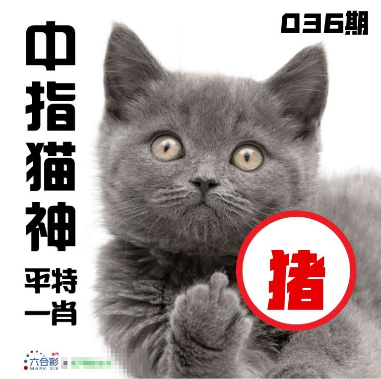 036期中指猫神[图]